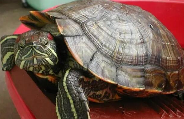 怎么哄巴西龟开心？饲主来看看吧