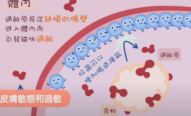 猫咪需要益生菌吗？以下几种情况下是需要的，铲屎官别忽视了