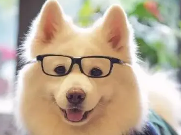 比利玛格狗粮测评来啦~养狗人康过来