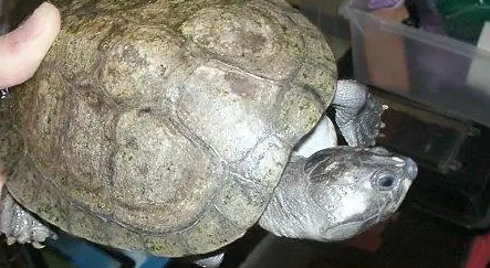 巨型侧颈龟能跟其他龟混养吗？答案是NO