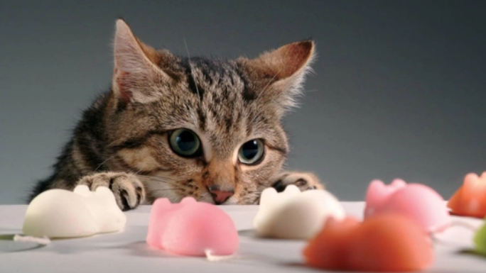 猫拉肚子怎么办 快用益生菌