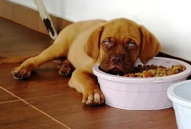 狗狗吃益生菌好处多，宠主别不知道！