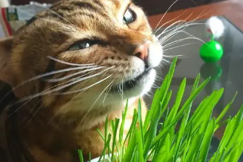你给猫咪喂食过猫草吗？有经验的人，都知道有这4个好处