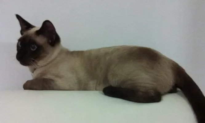 为什么不养暹罗猫？这5个原因需知悉