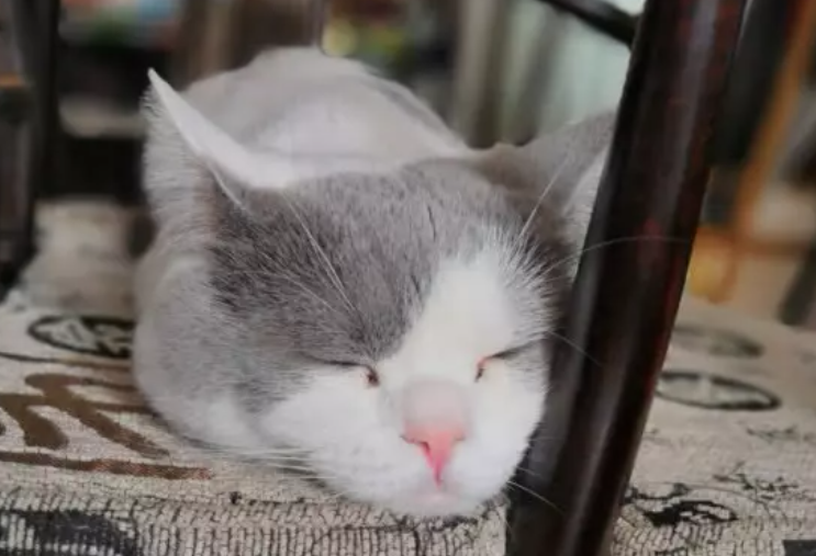 猫粮需要每隔一段时间就吗？铲屎官来看看吧