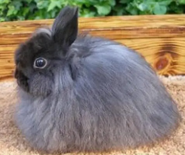 泽西长毛兔寿命多久，铲屎官看过来