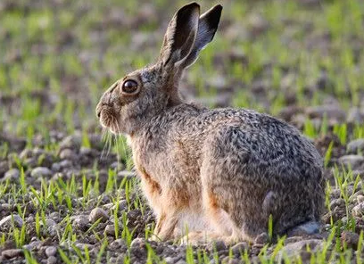 灰栗兔吃什么，铲屎官来看看吧