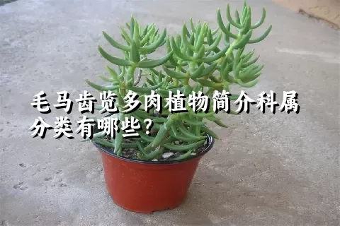 毛马齿览多肉植物简介科属分类有哪些？