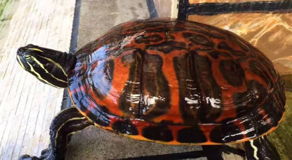 你们说，火焰龟为什么经常闭眼不吃？