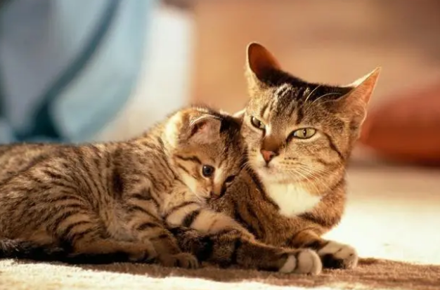饮食误区，铲屎官不能总用猫粮喂，分年龄段喂养才正确
