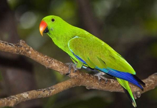 折衷鹦鹉消化问题,你真的清楚吗? 折衷鹦鹉消化问题,你真的清楚吗?