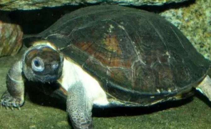 今日科普：齿缘龟可以和黄缘一起养吗？