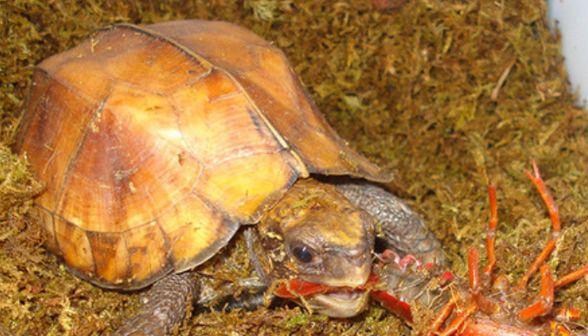 锯缘龟和黄缘龟哪个好养？一起来get一下