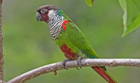 彩绘锥尾鹦鹉吃什么饲料？快来看看这篇文章！