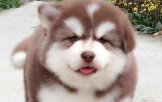 阿拉斯加雪橇犬寿命多少?看看你家狗狗能活多久吧 阿拉斯加雪橇犬寿命多少?看看你家狗狗能活多久吧