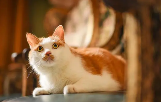 猫条没营养不能喂？猫条不是毒药，而且对猫来说好处不少