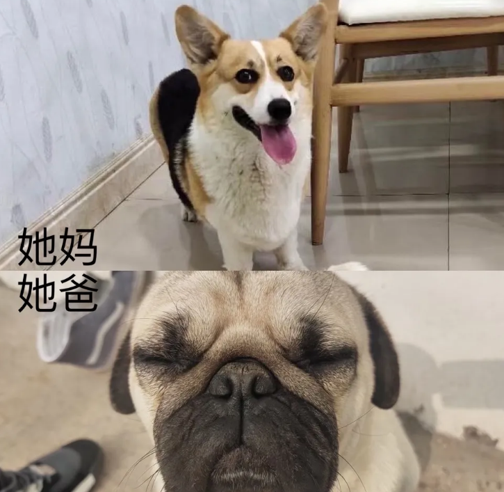 柯基跟巴哥哪个更好养？不清楚的看这里！