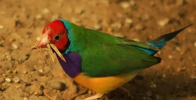 七彩文鸟有哪些常见病?主人一定要知道! 七彩文鸟有哪些常见病?主人一定要知道!