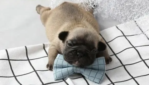 法牛的性格与特点你们知道多少？