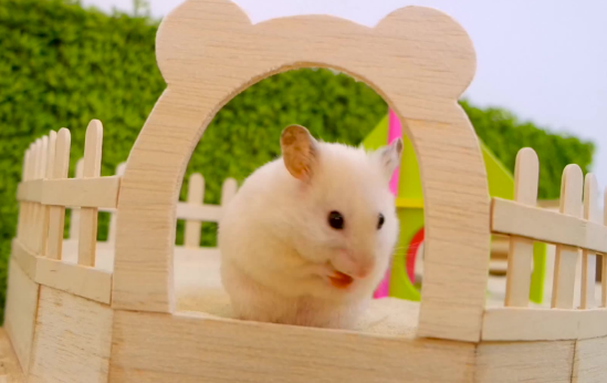 感染了新冠宠物怎么办啊？想养得饲主过来看看