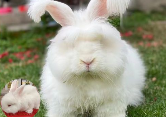 巨型安哥拉兔寿命是多久？铲屎官们一定要知道！