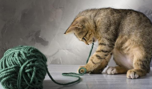 猫吃了线应急处理怎么做?快来get一下 猫吃了线应急处理怎么做?快来get一下