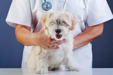 部分宠物诊疗机构标价不明、过度医疗 两部门开展专项整治