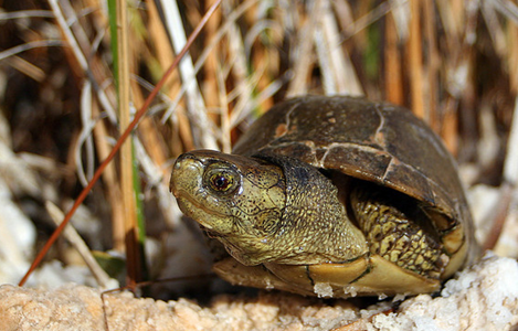 沼泽箱龟可以深水吗？来看看吧～