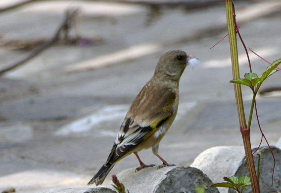 金翅雀的寿命是多少？这下终于搞清楚了