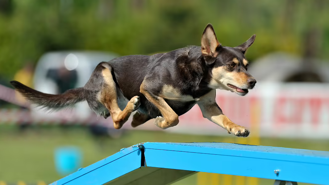 能吃与不能吃都这在！这份狗狗饮食清单请你一定要码住