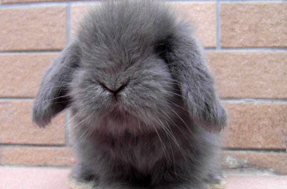 荷兰垂耳兔会吃红枣吗?主人一定要了解 荷兰垂耳兔会吃红枣吗?主人一定要了解