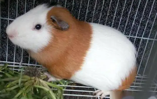 如果荷兰猪突然死了的话，铲屎官一定要知道原因