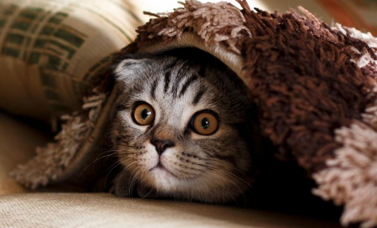 猫会掉牙齿么？答案竟是这个