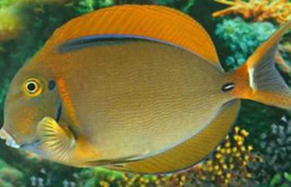 鳃斑吊能和其他鱼混养吗？养鱼新手快来看看！