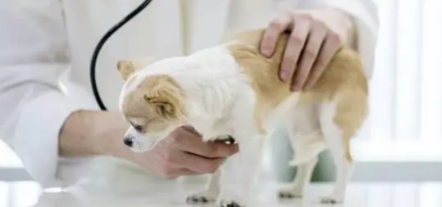 小壳Cature：宠物陪伴诚可贵，日常护理不可抛