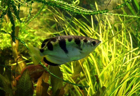 关于射水鱼的喂养要点,这些你都get到了吗? 关于射水鱼的喂养要点,这些你都get到了吗?
