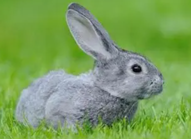 青紫蓝兔繁殖方式，养的人看过来