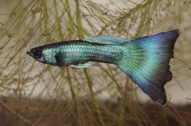 蓝三角鱼的外形也太具个性了吧！