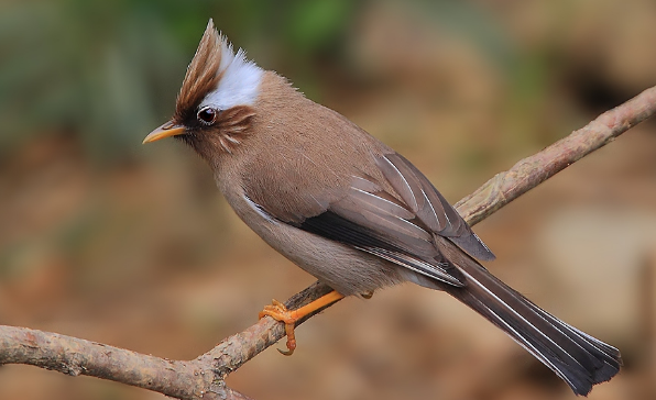 白领凤鹛叫的好吗？用悦耳动听形容不为过