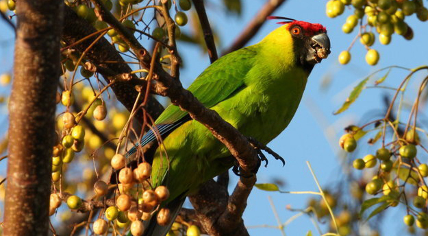 独角鹦鹉的寿命多长，还得看你怎么养