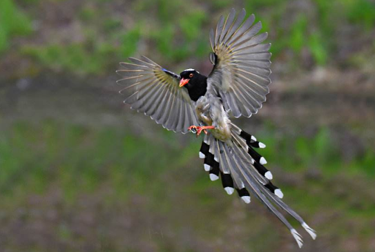 红嘴蓝鹊多大嘴才红？看看你家的是否符合时间