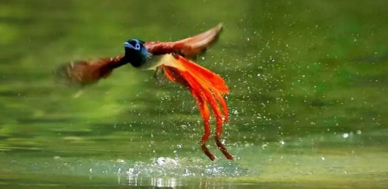 寿带鸟是一种什么样的鸟？科普来啦