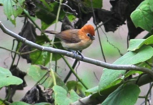 话说，黄藤鸟公母鸟区别在哪？