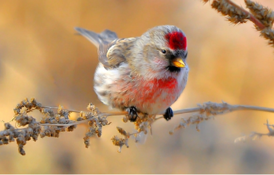 一起来看看白腰朱顶雀的繁殖季节是什么时候