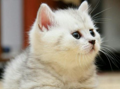 如何增强猫咪抵抗力，不清楚的快来瞧瞧吧！