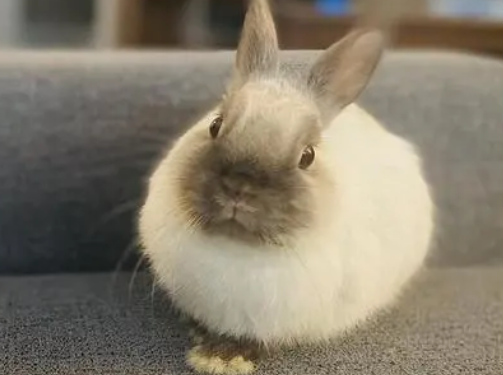 你们说暹罗兔的繁殖方式是什么？