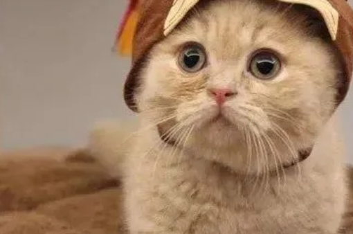 猫咪驱虫的注意事项