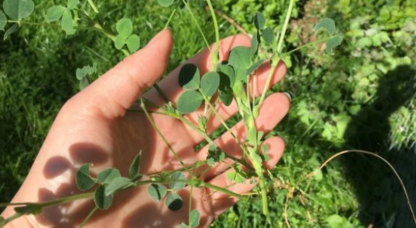 兔子吃什么？这些食材很常见，收藏后可自制兔粮啦