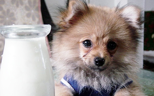 小狗能喝纯牛奶吗?不知道的赶紧来看看 小狗能喝纯牛奶吗?不知道的赶紧来看看