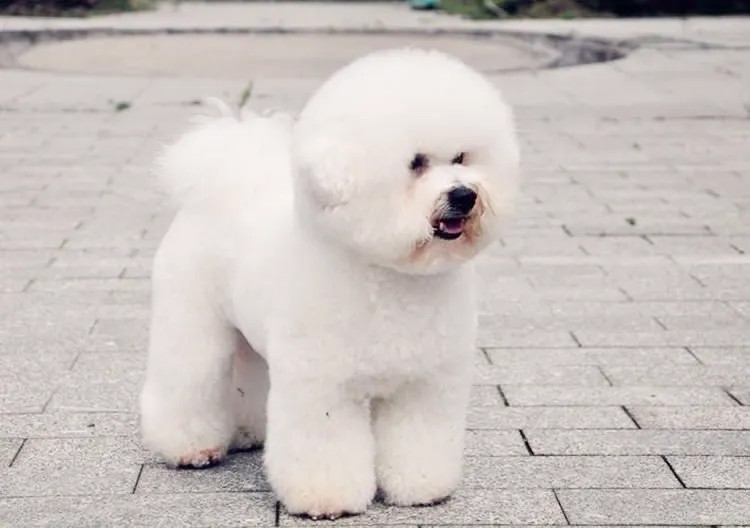 比熊犬有几种体型？一起来了解一下吧！